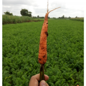 With using - Carrot